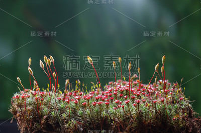 盛开的haircap苔藓