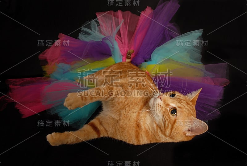 玩兔兔的猫