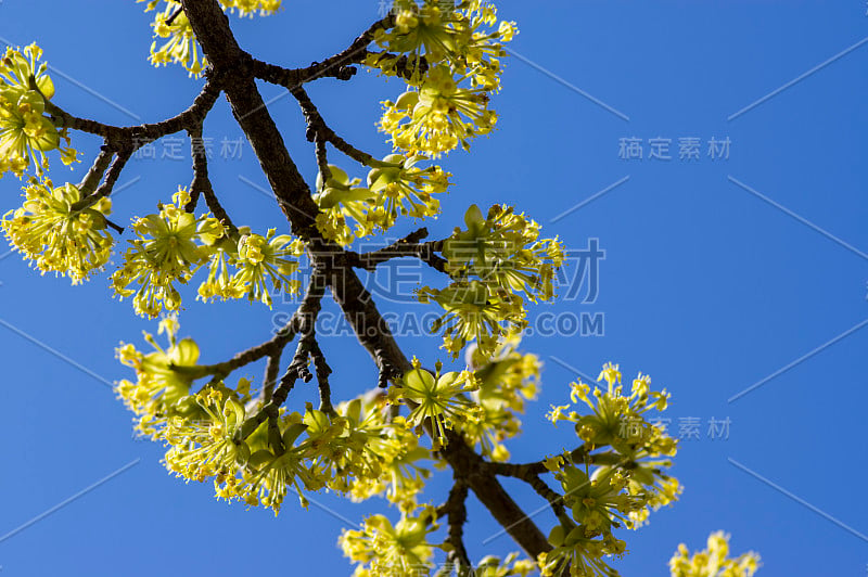 山茱萸在早春时为树枝，山茱萸为樱桃开花