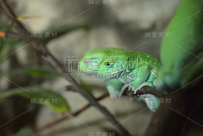 蜡猴叶蛙(毛叶蛙)在自然热带雨林环境中的一根树枝上。色彩鲜艳的亮绿色热带蛙。