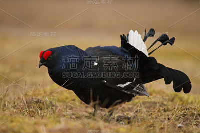 黑松鸡