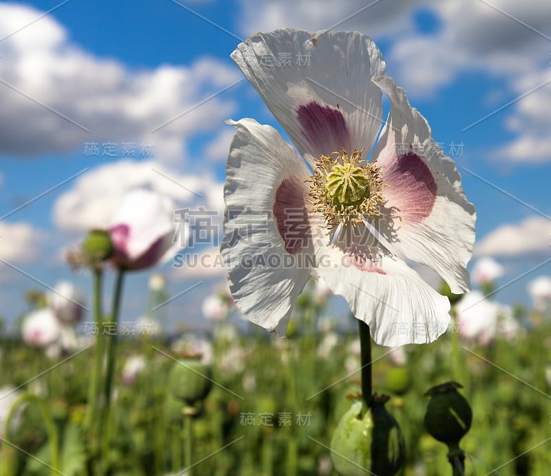 详细介绍罂粟花、罂粟花