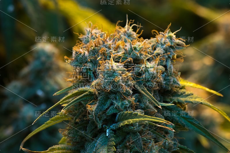 成熟大麻花蕾上可见毛状体和雌蕊