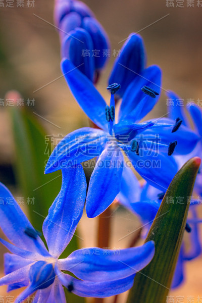 雪花莲