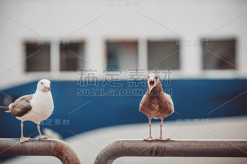 海鸥是靠近大海和船舶的自然环境。海鸥之间的食物竞争近距离在空中有黄色喙的棕灰色羽毛的鸟。