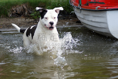 狗在湖里洗澡
