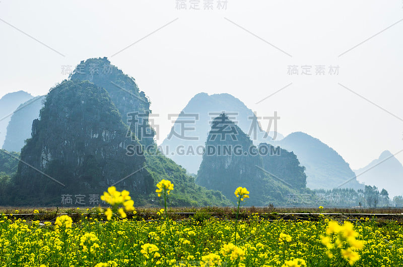 春天的黄花和山景