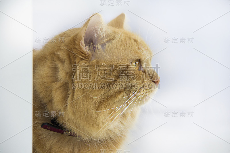 可爱的棕色宠物猫独自坐着，可爱的小猫看着相机