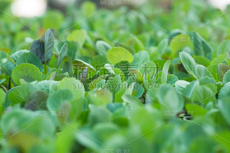 大棚白菜幼苗的幼芽