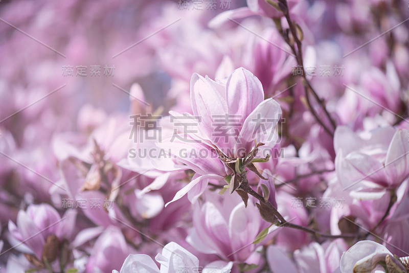 粉红色的木兰花接近。春暖花开，花香背景。