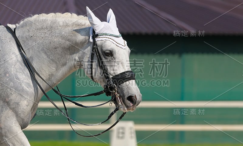 盛装舞步:灰马的肖像