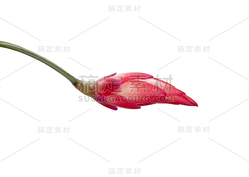 花芽的圣诞仙人掌(schlumbergera)孤立在白色