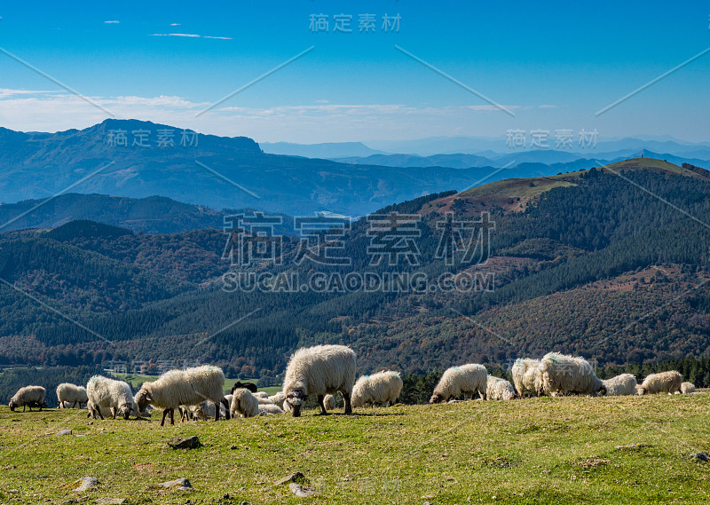 羊在山里吃草