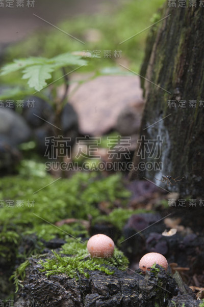 一种绿色苔藓中的石蒜外皮