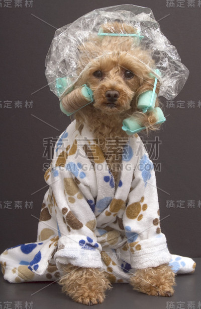 美容院贵宾犬