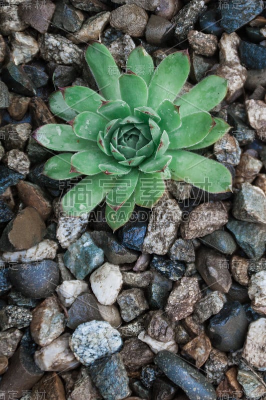 卵石(碎石)背景上的长生草、木犀草、肉质植物。绿色草本生态背景。灌木丛的肉质植物。环保的植物栽培。s