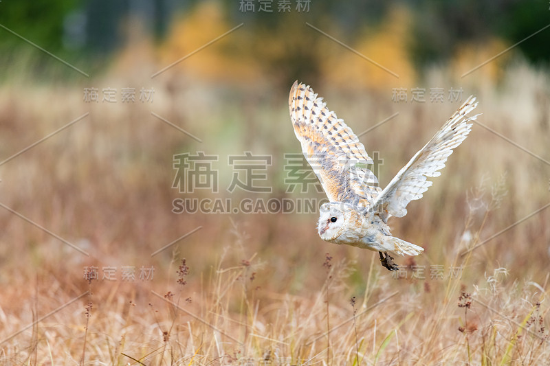 飞行中的小猫头鹰(Tieto Alba)