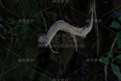 树根