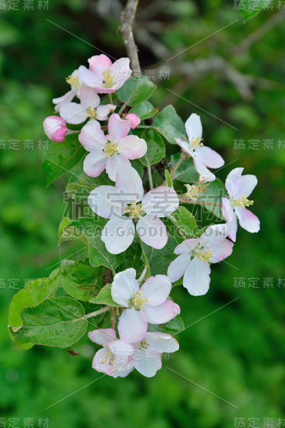 苹果树的树枝上开着白花