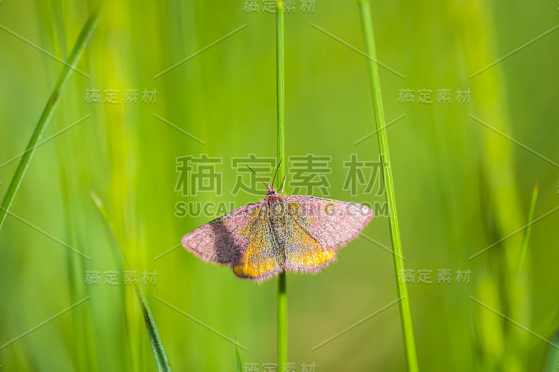 这是一只狼蛾在草地上休息的特写