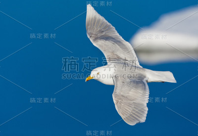 成年白垩鸥(Larus hyperboreus)