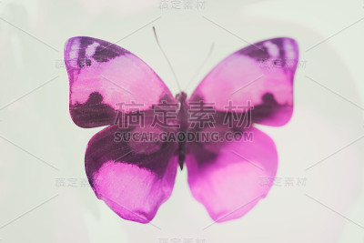 热带彩色蝴蝶孤立在白色背景上