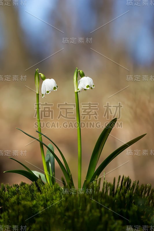 春季雪花，石蒜科多年生球茎开花植物，单朵白色花，花被片顶端有黄色或绿色标记。天门冬、石蒜科、石蒜科