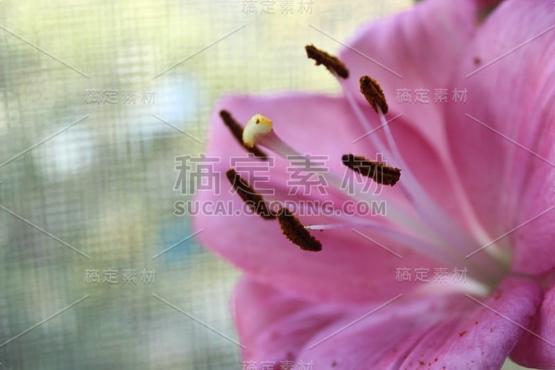 美丽的花朵