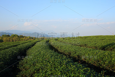 茶园