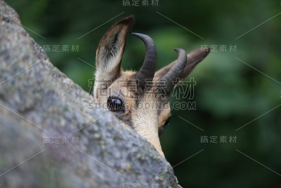 查莫瓦（鲁皮卡普拉鲁皮卡普拉）沃斯盖斯山，法国格姆森沃格森