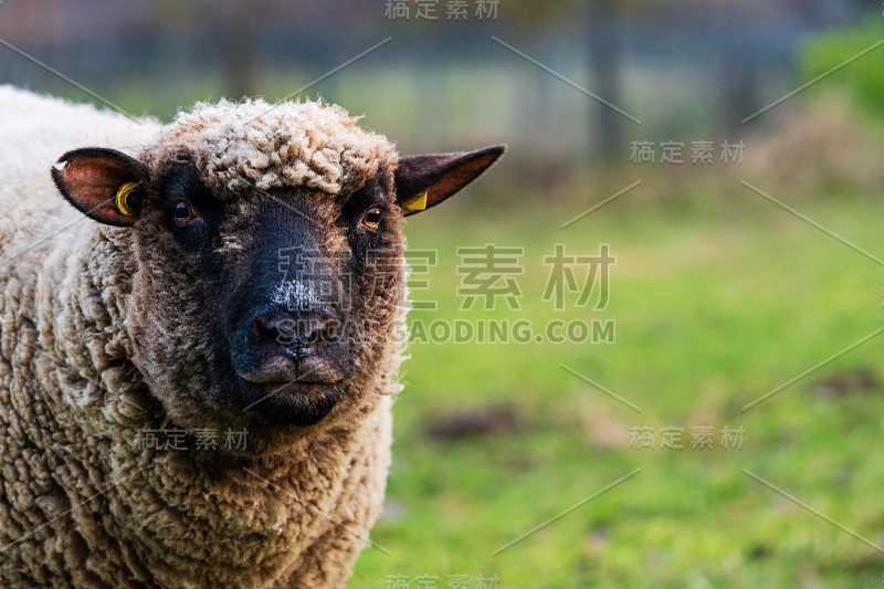 特写的绵羊与黄色的耳标签站在绿色的草地上，好奇地看着相机。概念放养，动物福利，春季或复活节季节。本空