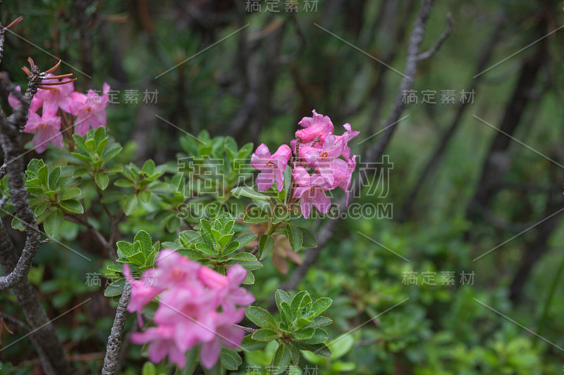 高山自然环境中的杜鹃花