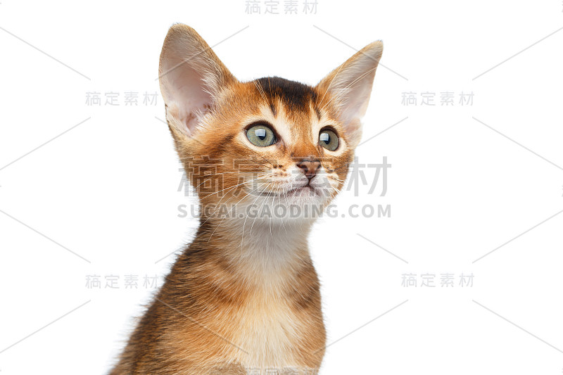 特写阿比西尼亚猫好奇的外表，孤立的白色背景