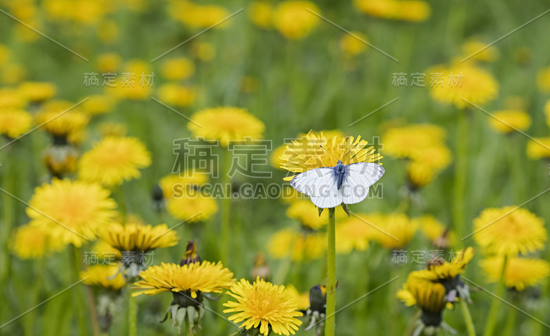 草甸蒲公英花