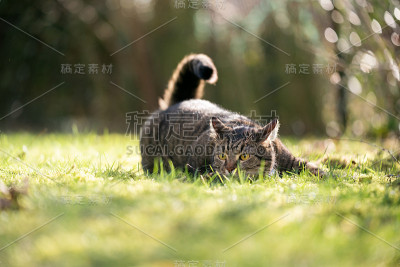 潜伏的猫