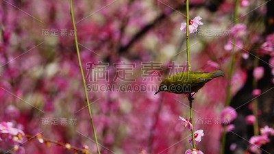 白眼李树，日本京都