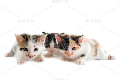 年轻的小猫