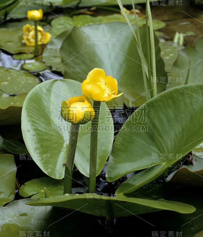 黄睡莲lutea;睡莲