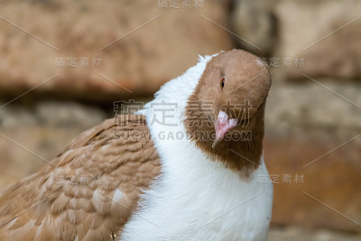 一只鸽子的详细画像