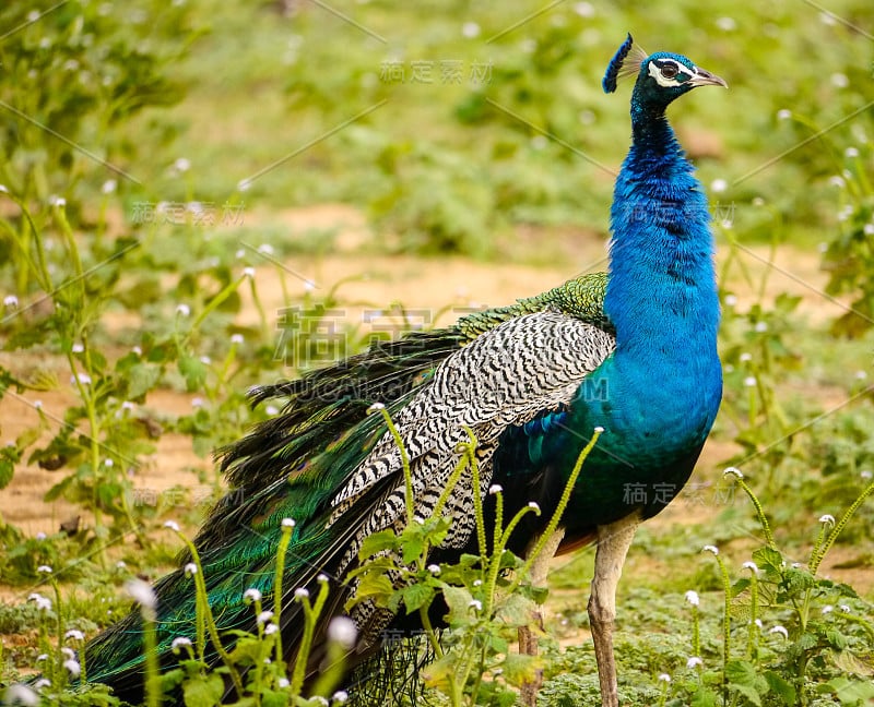 一个印度(或普通或蓝色)孔雀的特写(Pavo cristatus)与他的细长的上尾隐蔽的羽毛与典型的