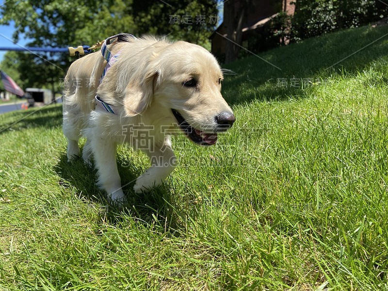 快乐的金毛猎犬在散步