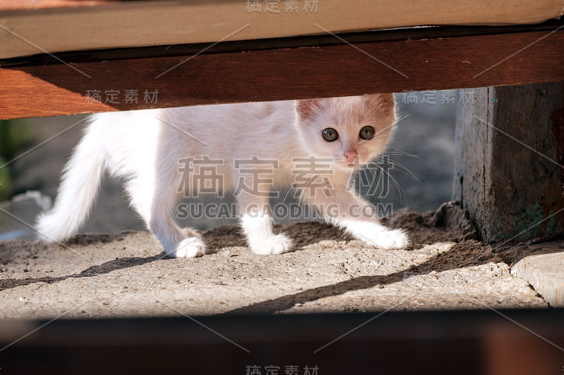 无家可归的白色小猫正躲在收容所里