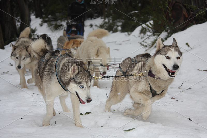 拉雪橇的哈士奇