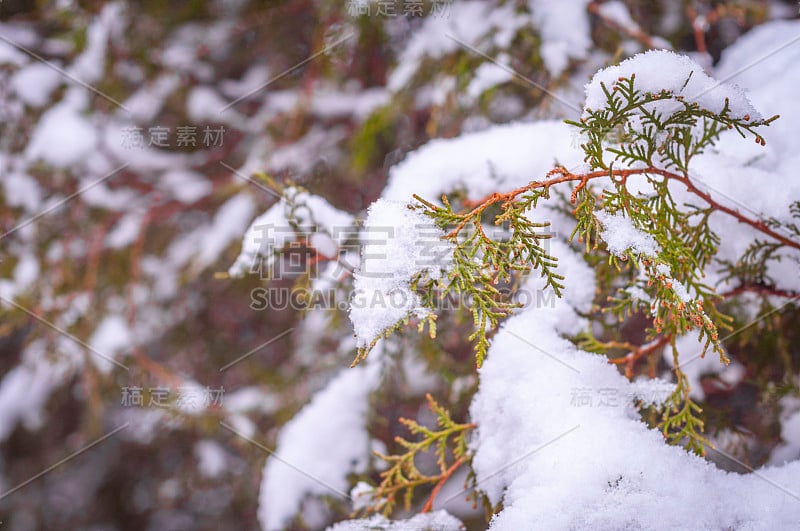 白雪覆盖的分支