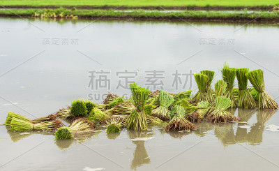 水稻芽