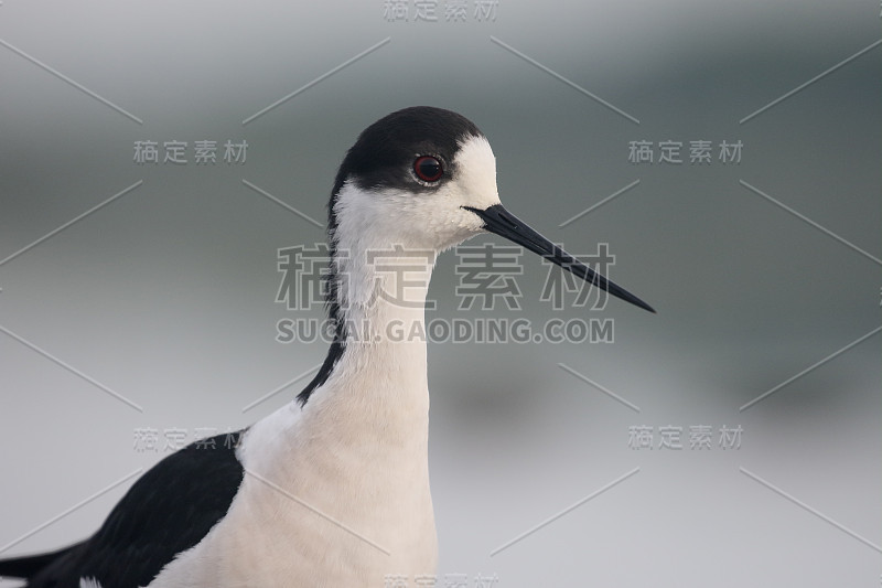 黑翼高跷，海曼托普斯海曼托普斯