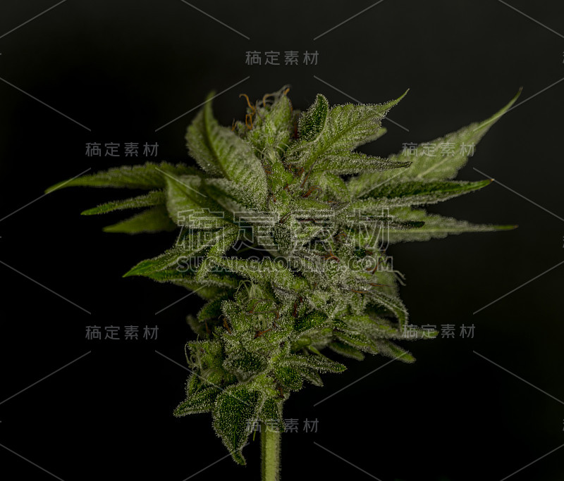 绿色成熟的法国饼干大麻大花黑色背景