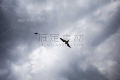 海鸥在天空中飞翔