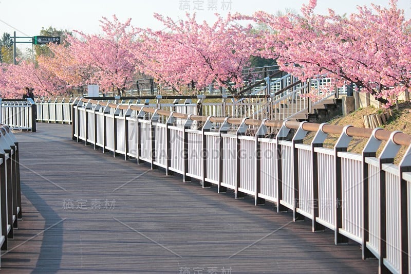 桜の散歩道