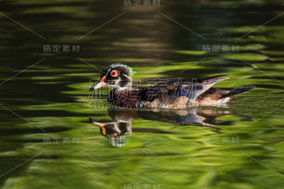 一只小林鸭